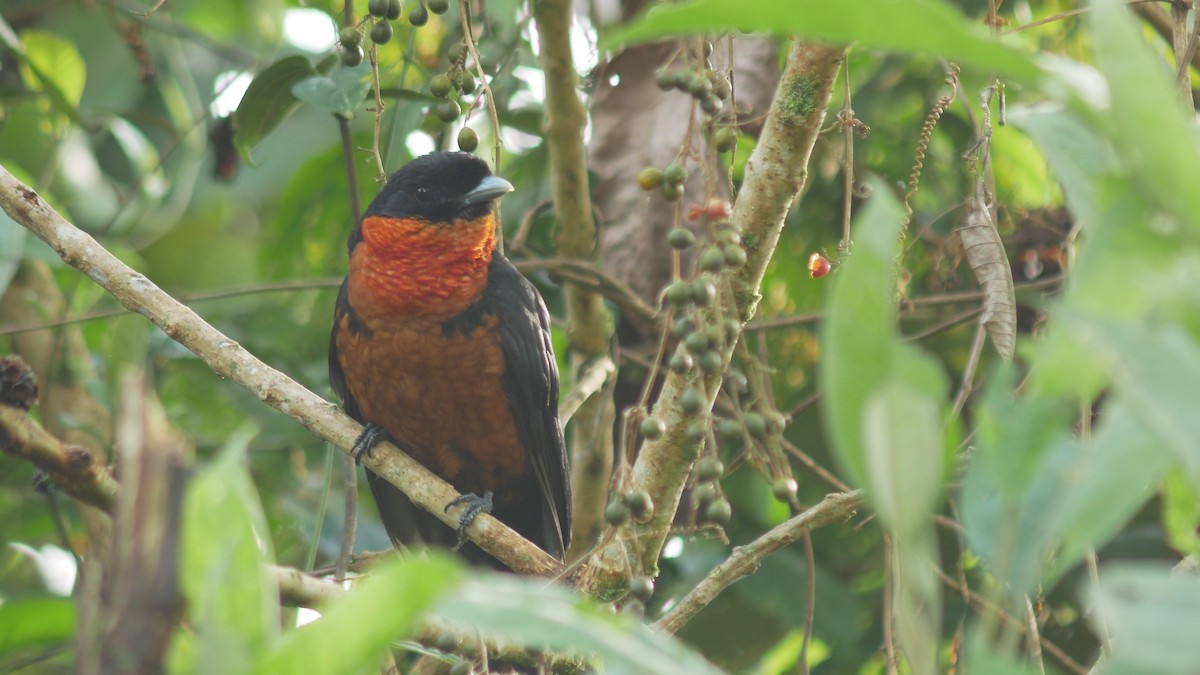 Red-ruffed Fruitcrow - ML507589561