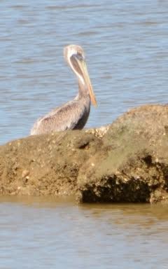 Brown Pelican - Xavier Ragbir