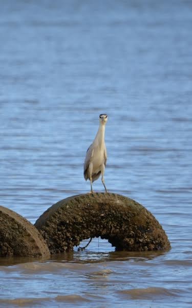 Black-crowned Night Heron - Xavier Ragbir