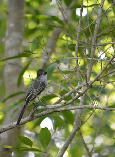 Brown-crested Flycatcher - ML507589911