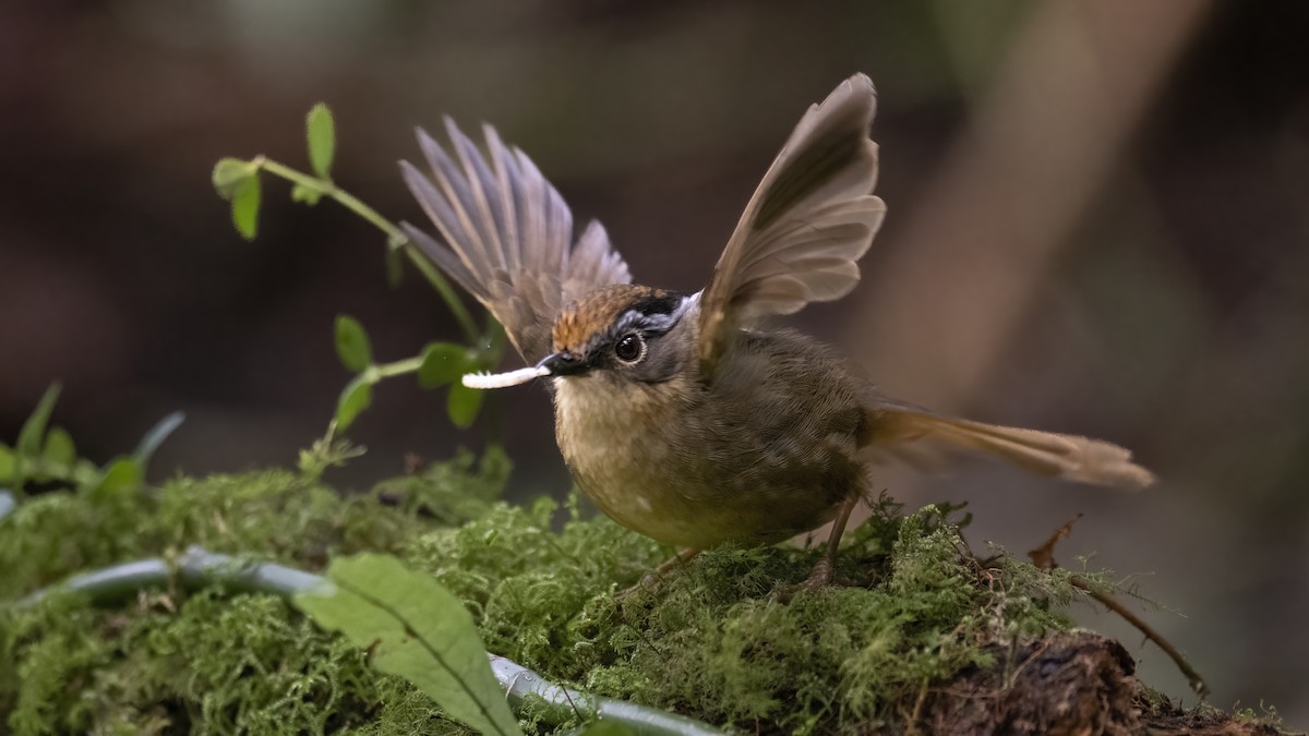 Rusty-capped Fulvetta - ML507590471