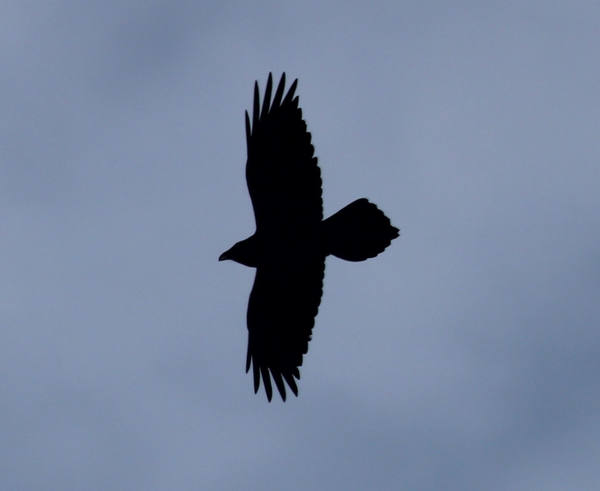 Common Raven - Andrew From