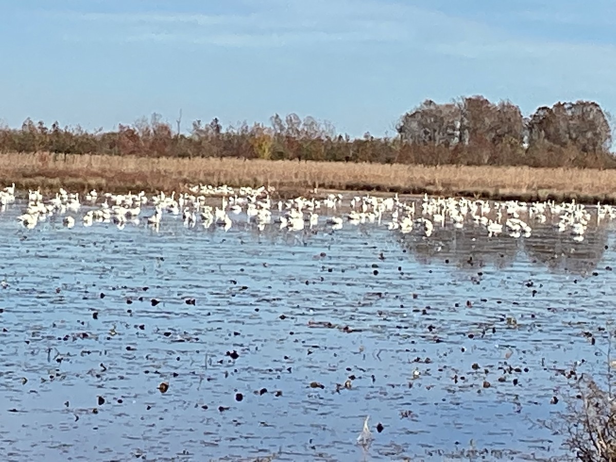 Tundra Swan - ML507590711