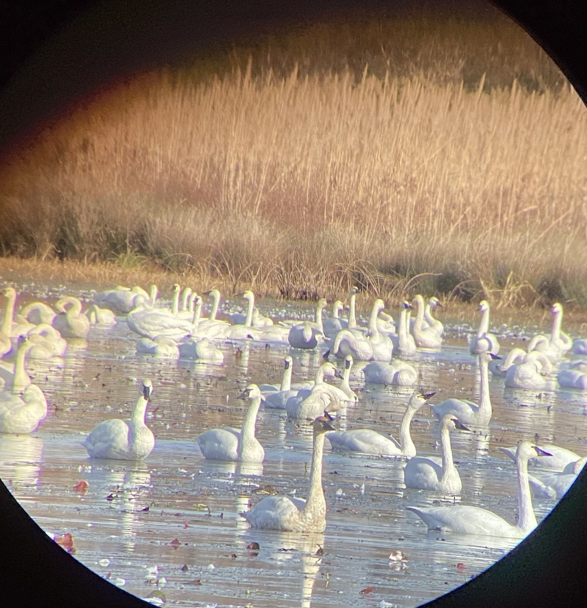 Tundra Swan - ML507590721