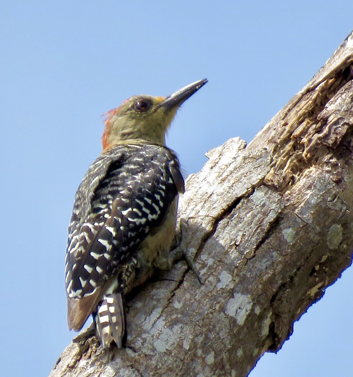 Red-crowned Woodpecker - ML507590761