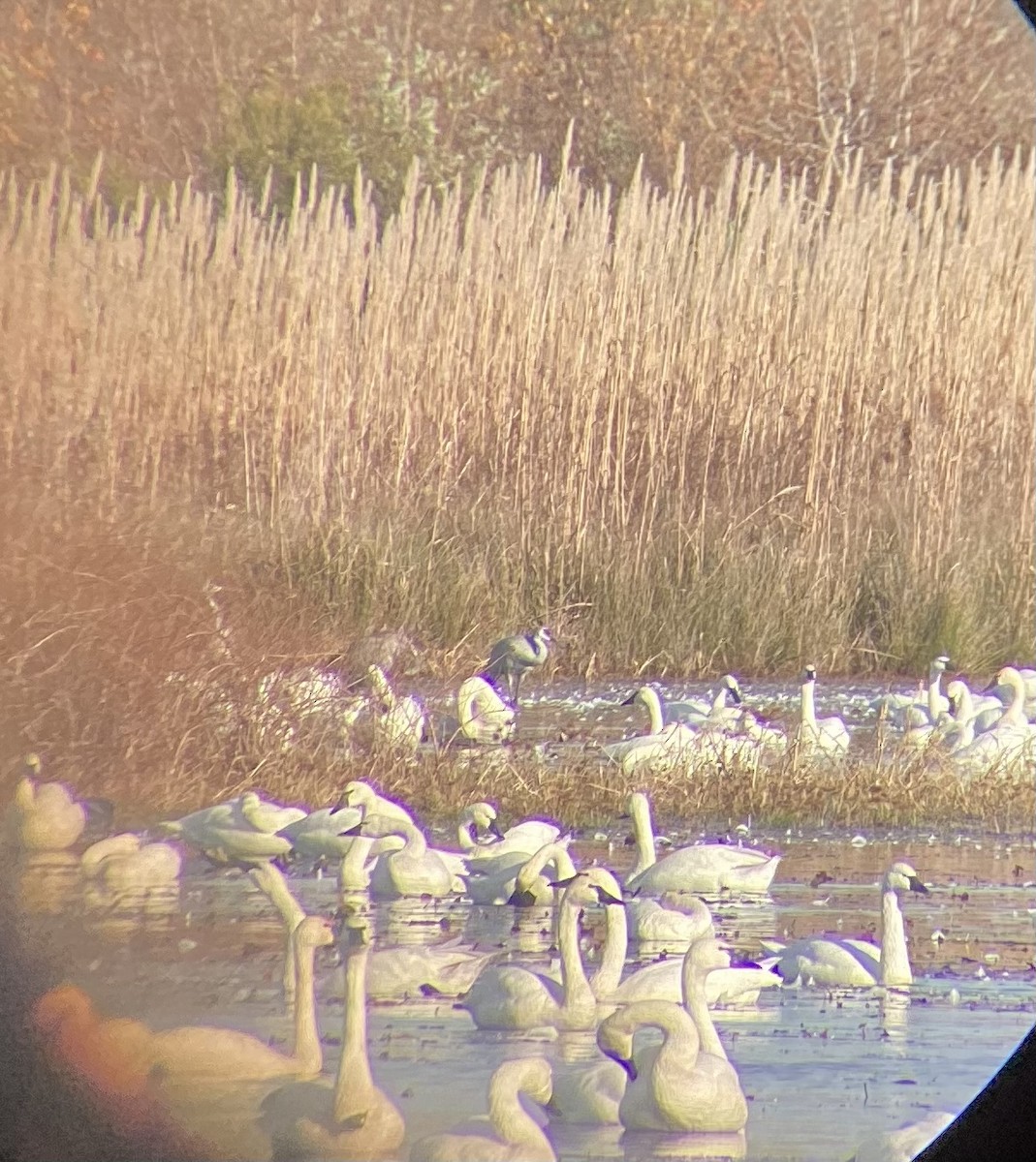 Sandhill Crane - ML507590781