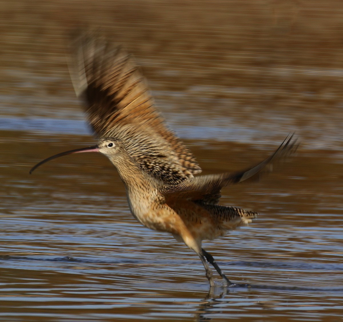 Long-billed Curlew - ML507591091