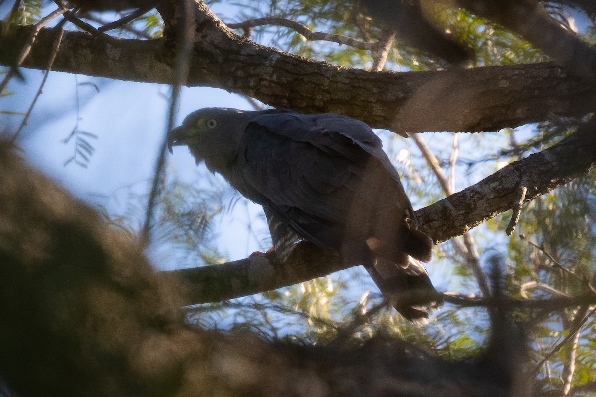 Hook-billed Kite - ML507591251