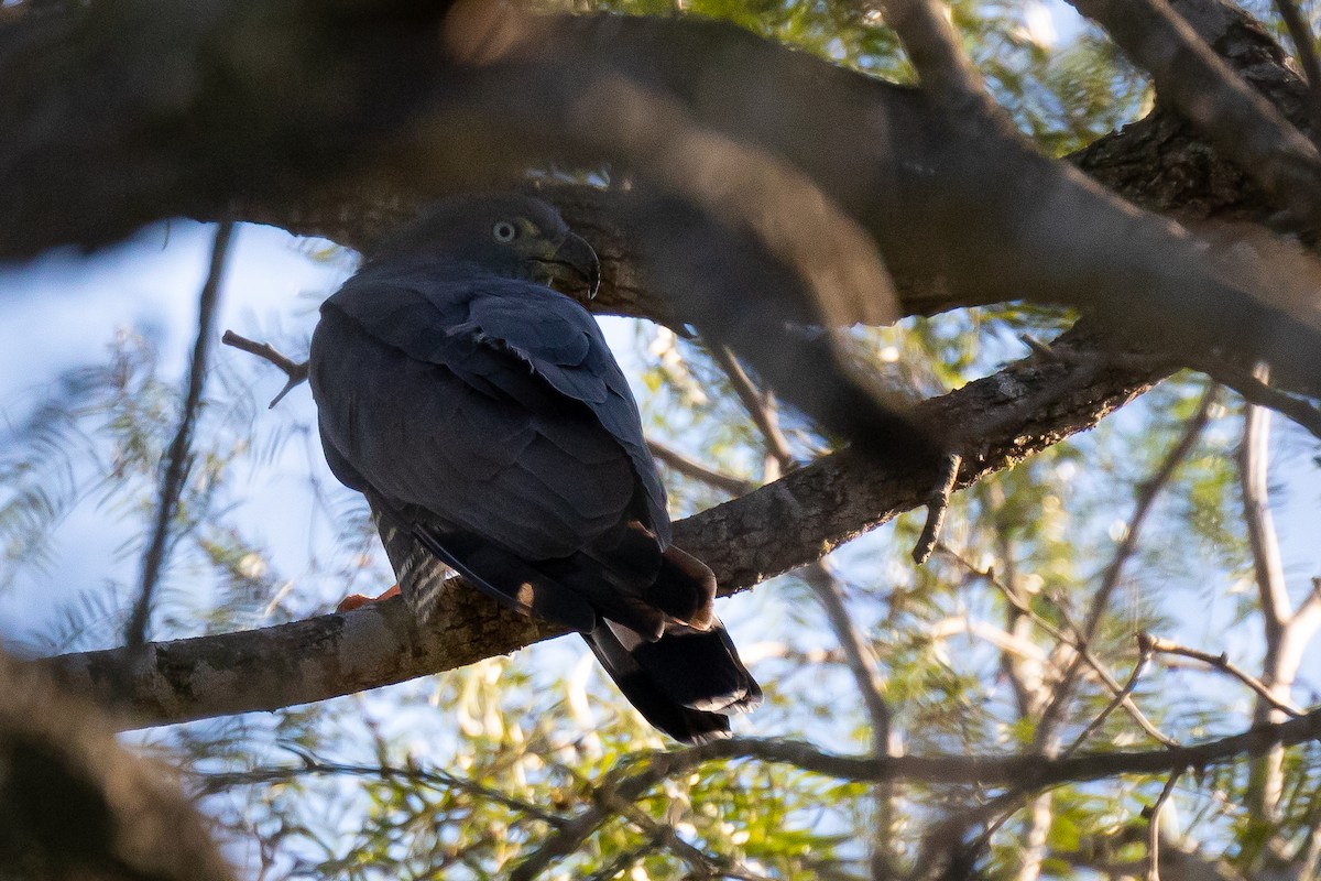 Hook-billed Kite - ML507591271