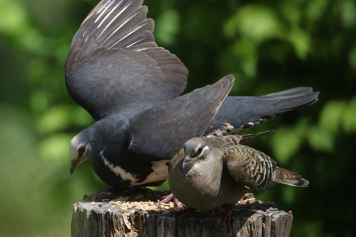 holub bronzovokřídlý - ML507591831