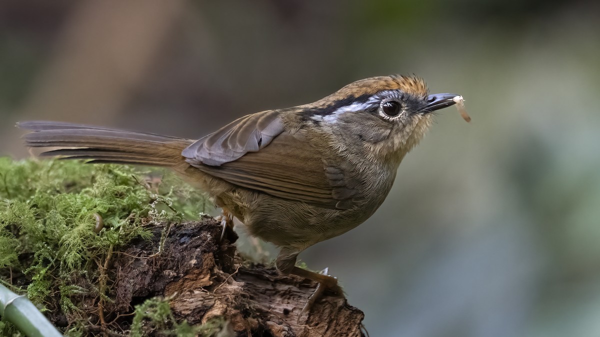 Rusty-capped Fulvetta - ML507591911