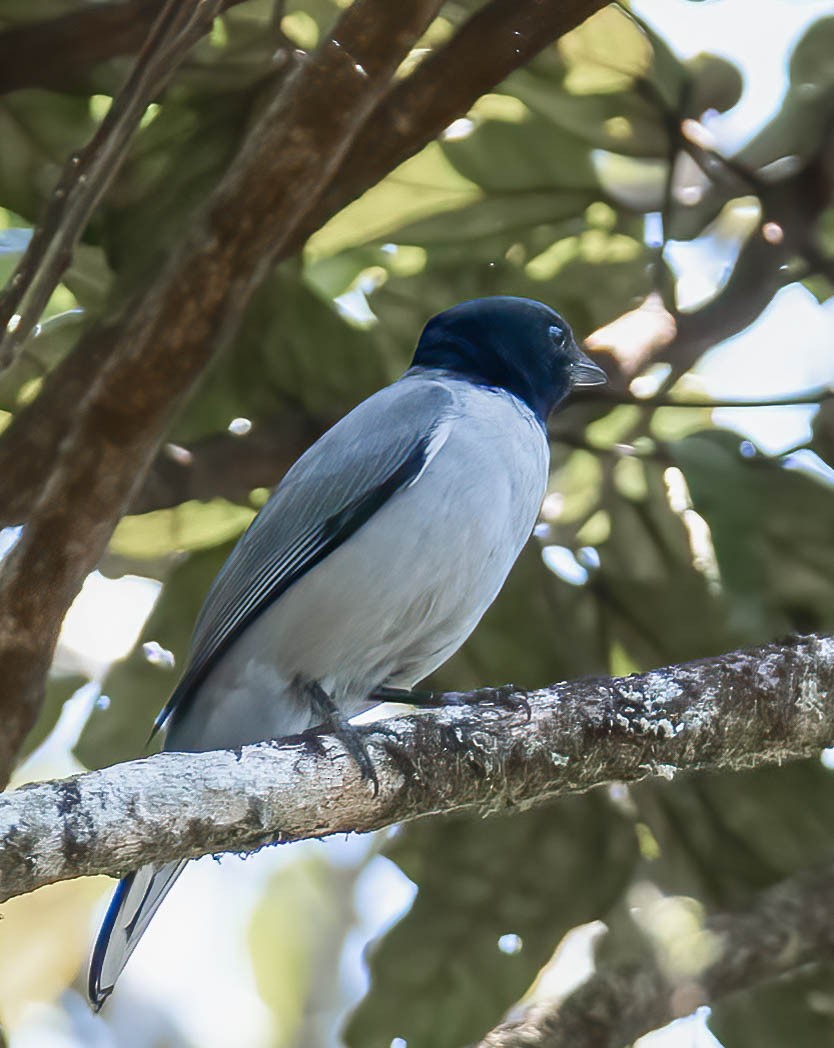 Madagascar Cuckooshrike - Kenneth Eyster