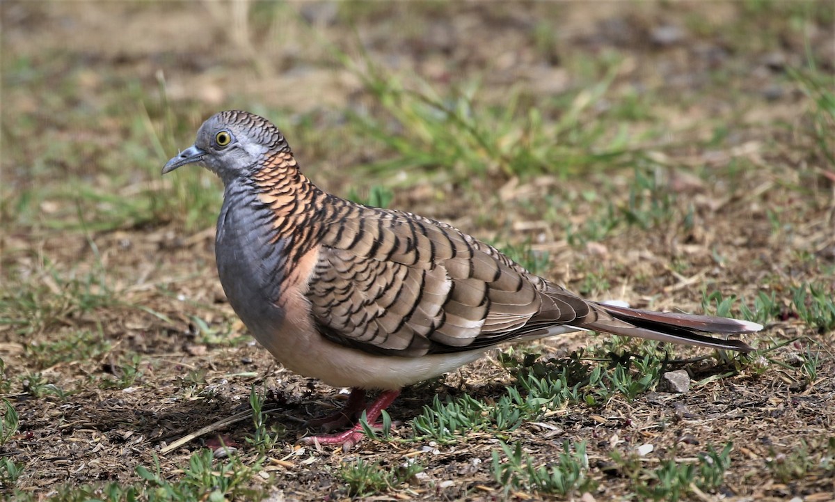 Bar-shouldered Dove - ML507592991