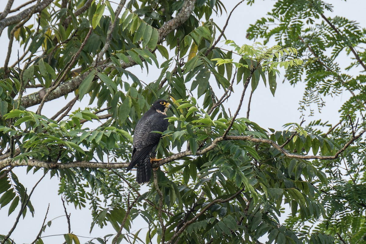 Peregrine Falcon (Indo-Pacific) - Wich’yanan Limparungpatthanakij