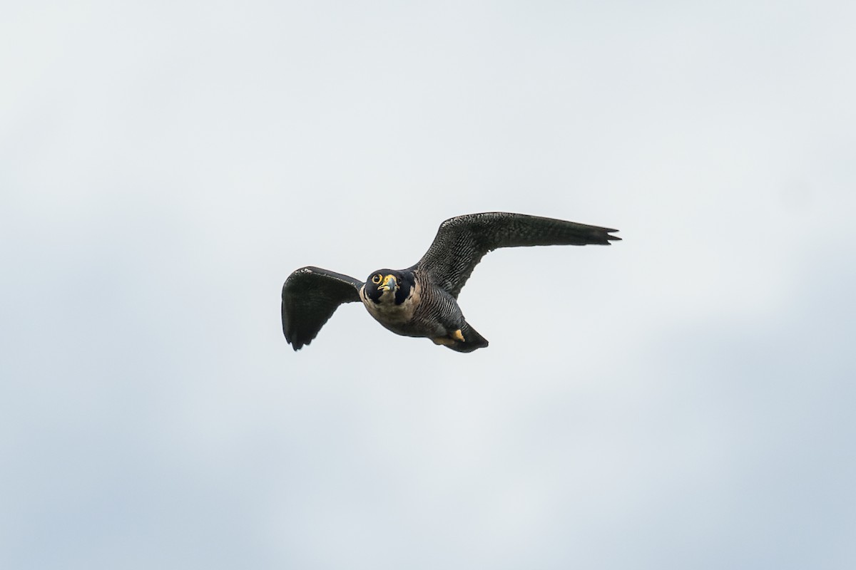 Peregrine Falcon (Indo-Pacific) - Wich’yanan Limparungpatthanakij