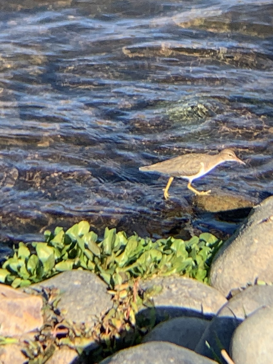 Spotted Sandpiper - Ken Kirkland