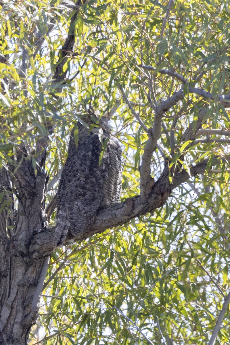 Great Horned Owl - ML507594801