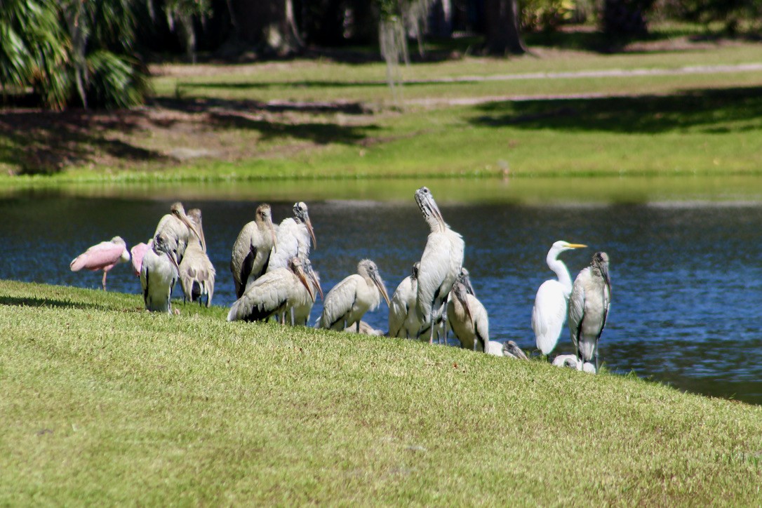 Roseate Spoonbill - ML507598231