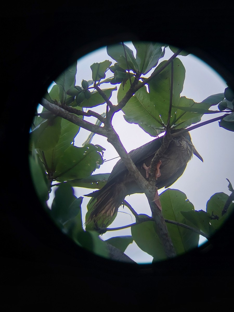 Red-footed Booby - ML507598451