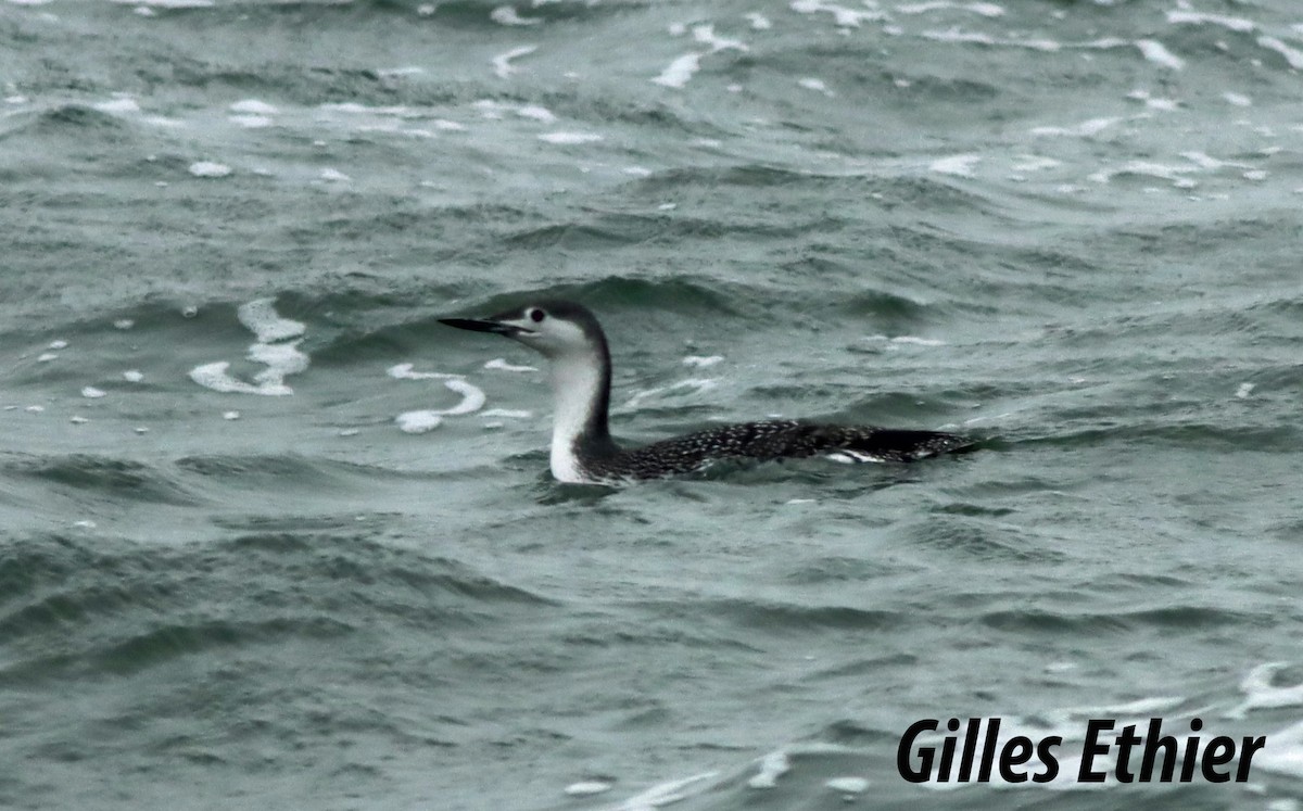 Red-throated Loon - ML507598561