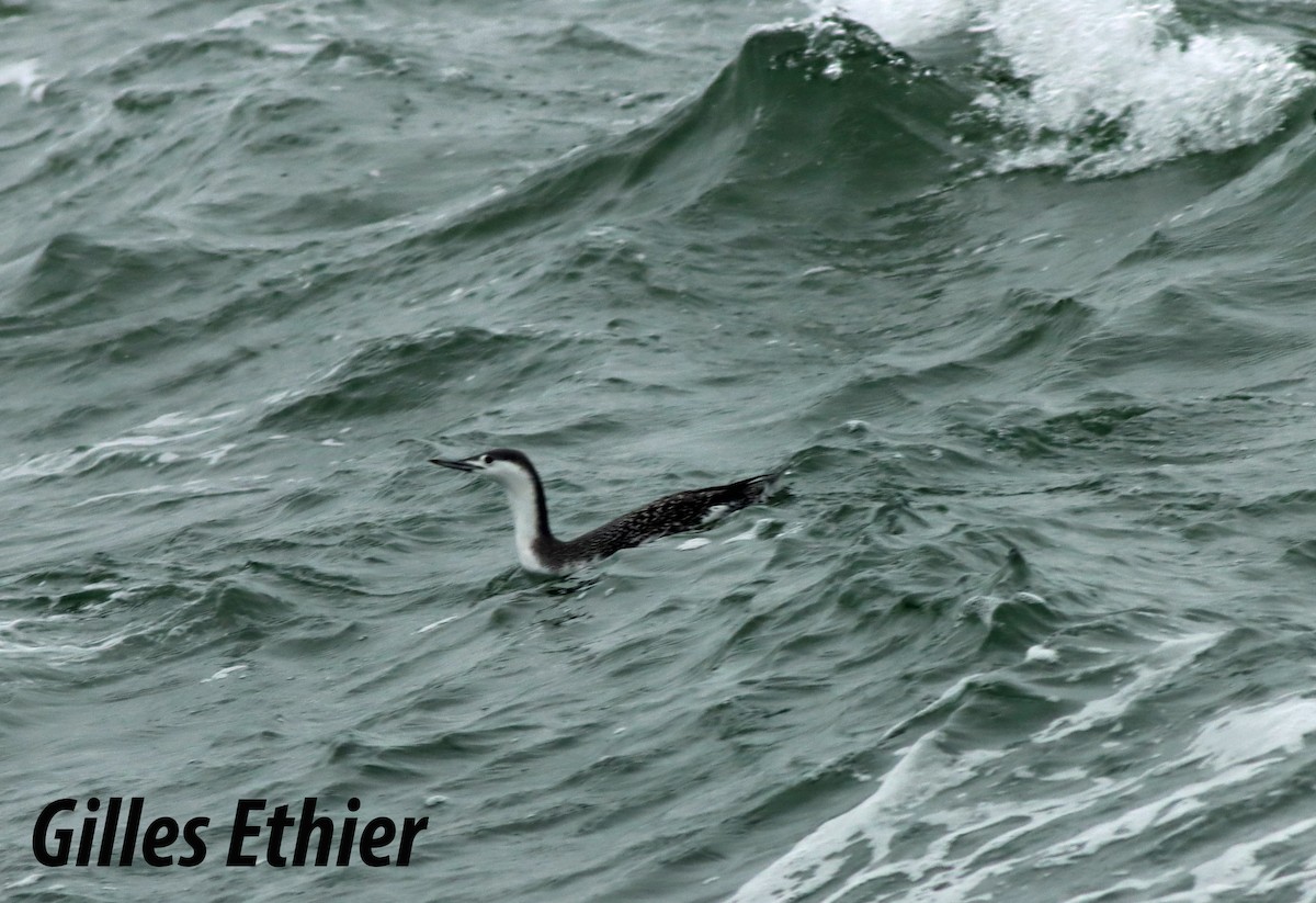 Red-throated Loon - ML507598761