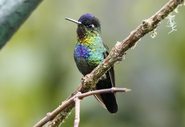 Field Identification - Fiery-throated Hummingbird - Panterpe