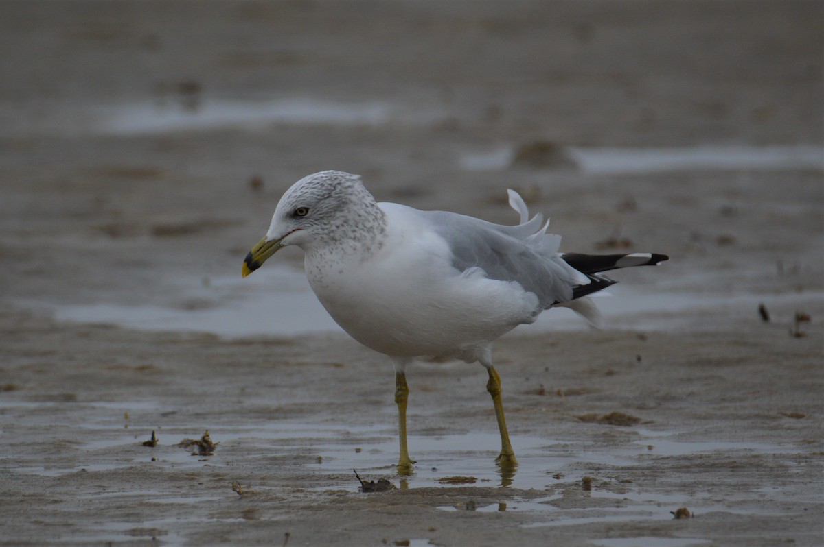 Ring-billed Gull - ML507599961