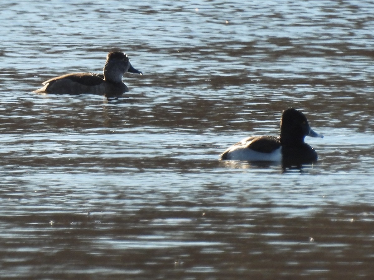 Ring-necked Duck - Emily Szczypek