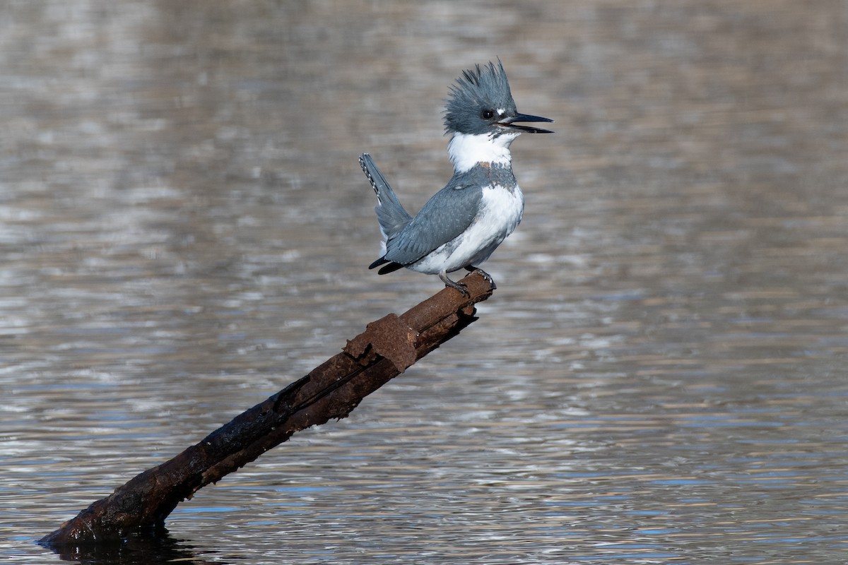 Belted Kingfisher - ML507600281