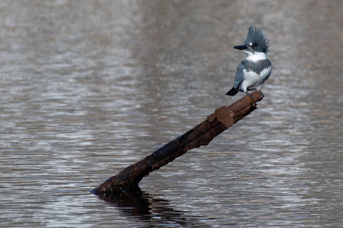 Belted Kingfisher - ML507600291