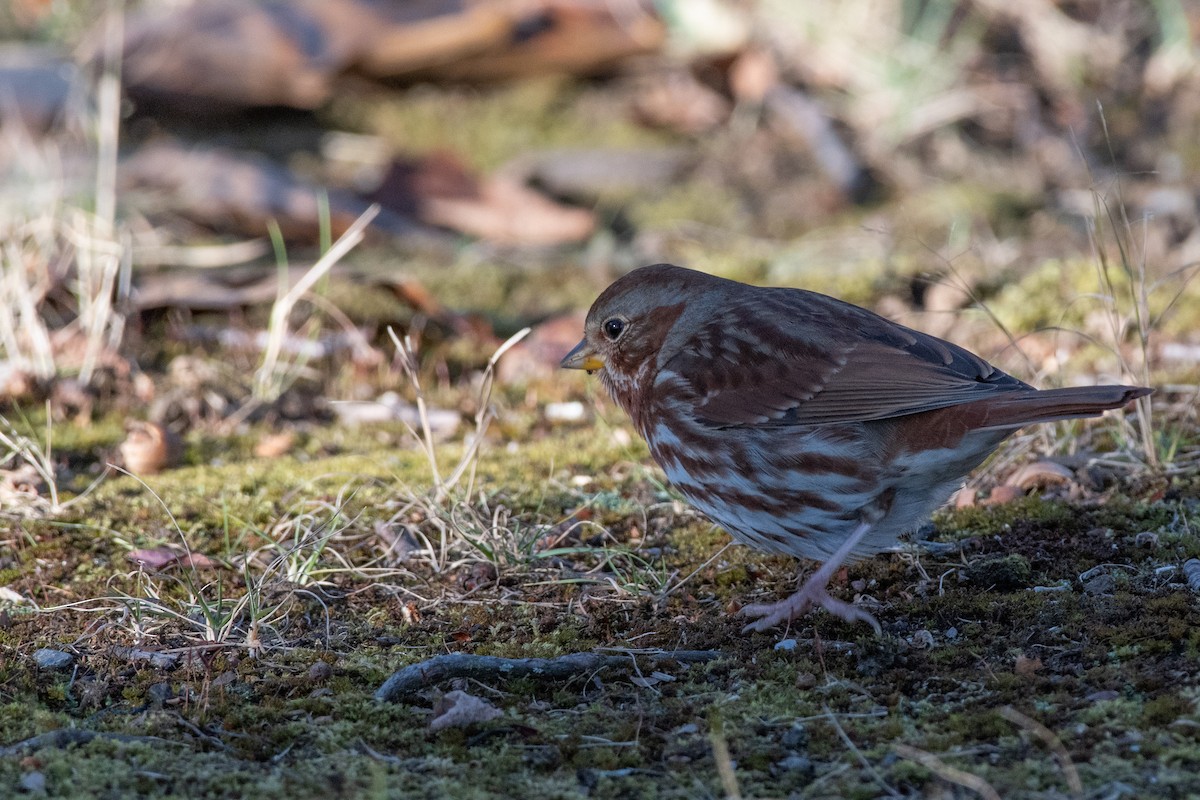 Fox Sparrow (Red) - ML507600541