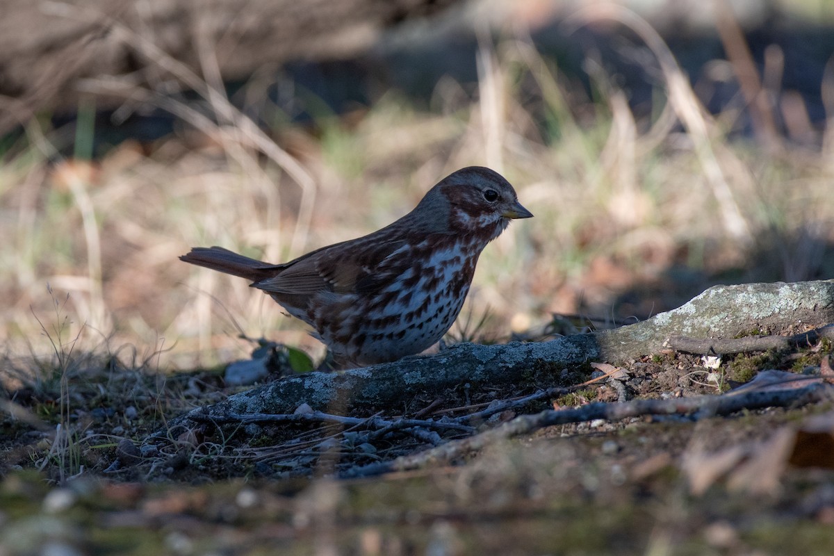 Fox Sparrow (Red) - ML507600591