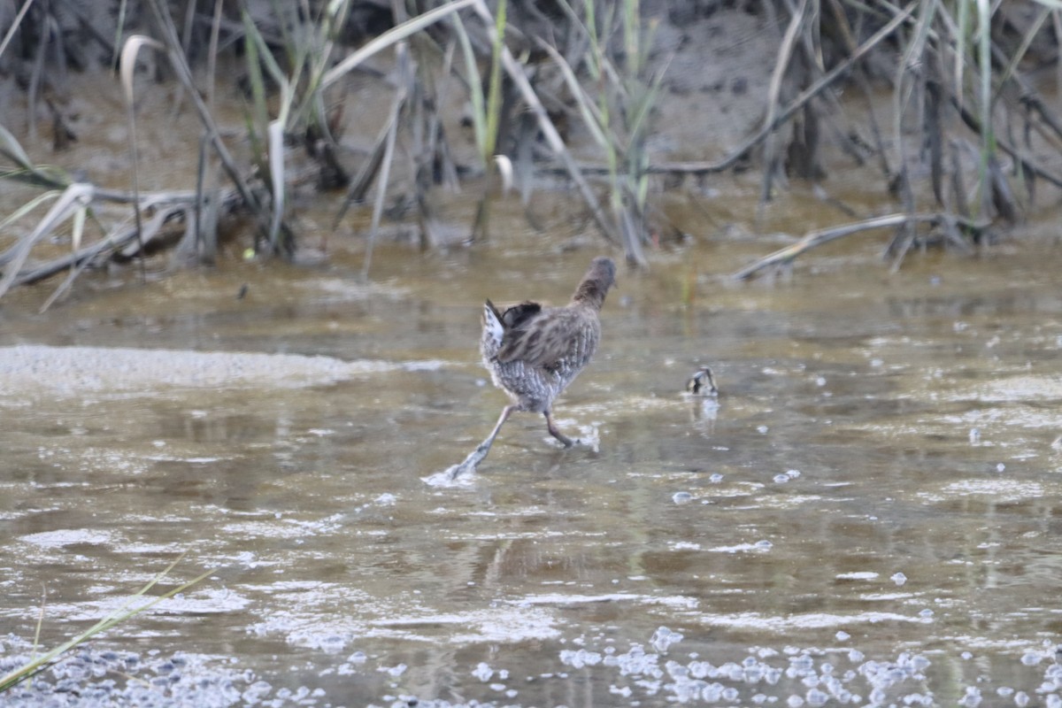 Clapper Rail - Brandee Street