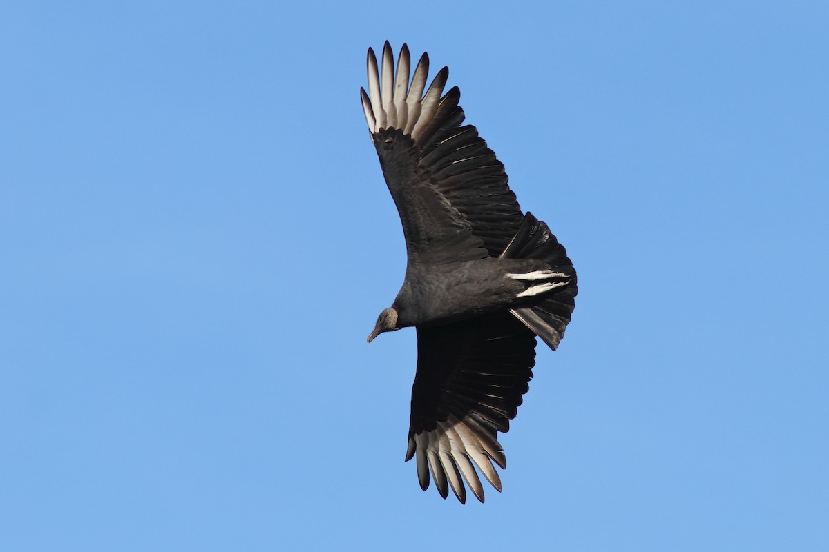 Black Vulture - ML507601761