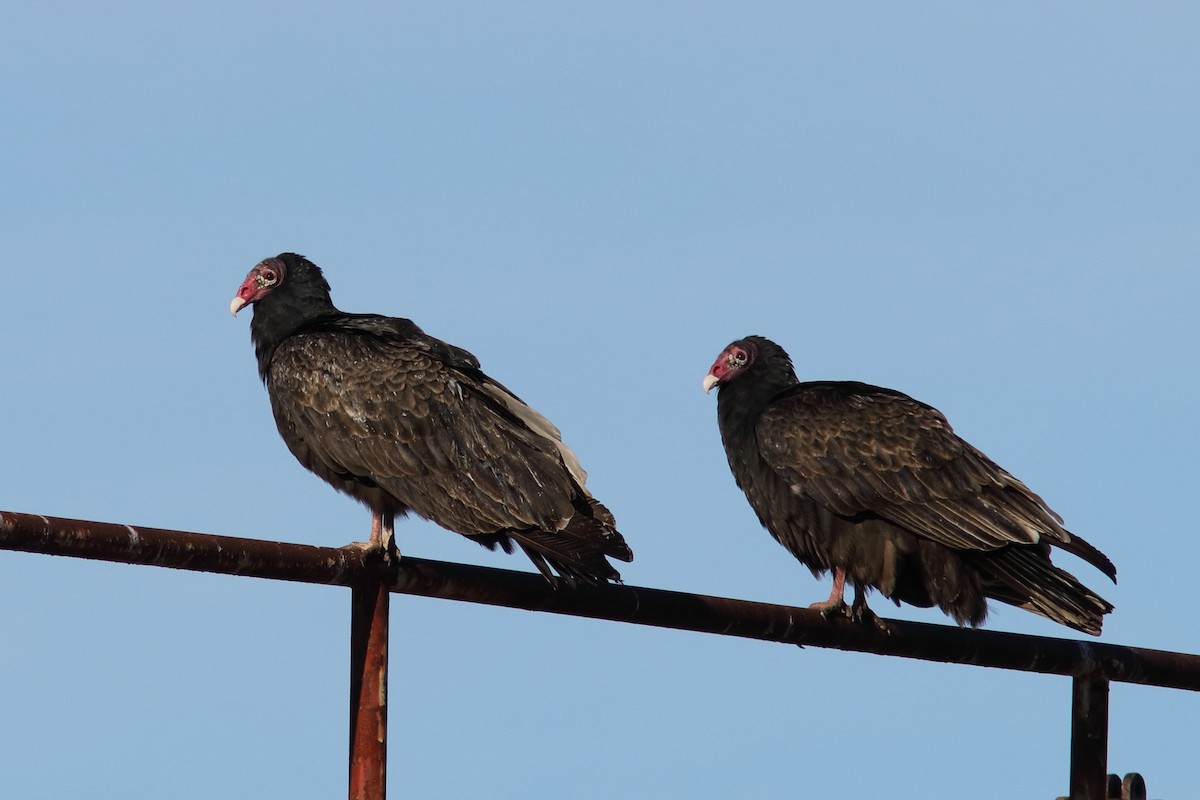 Turkey Vulture - Robert Mercer