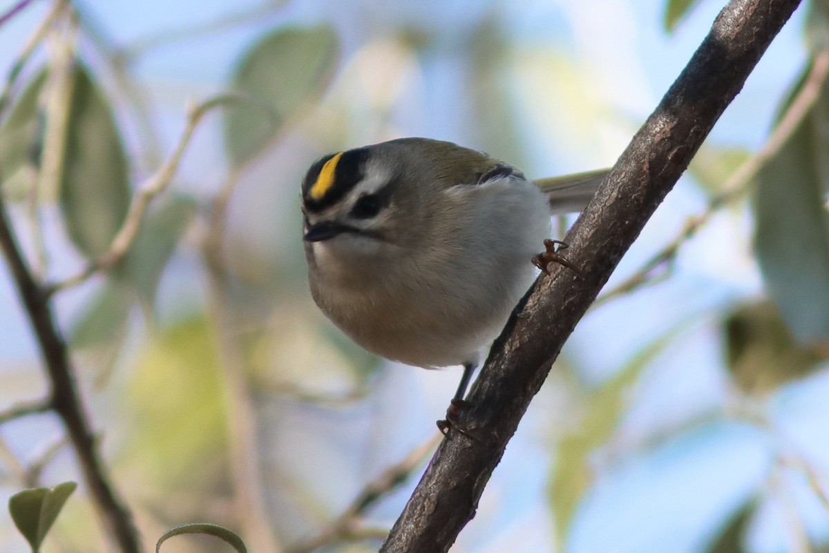 Golden-crowned Kinglet - Robert Mercer