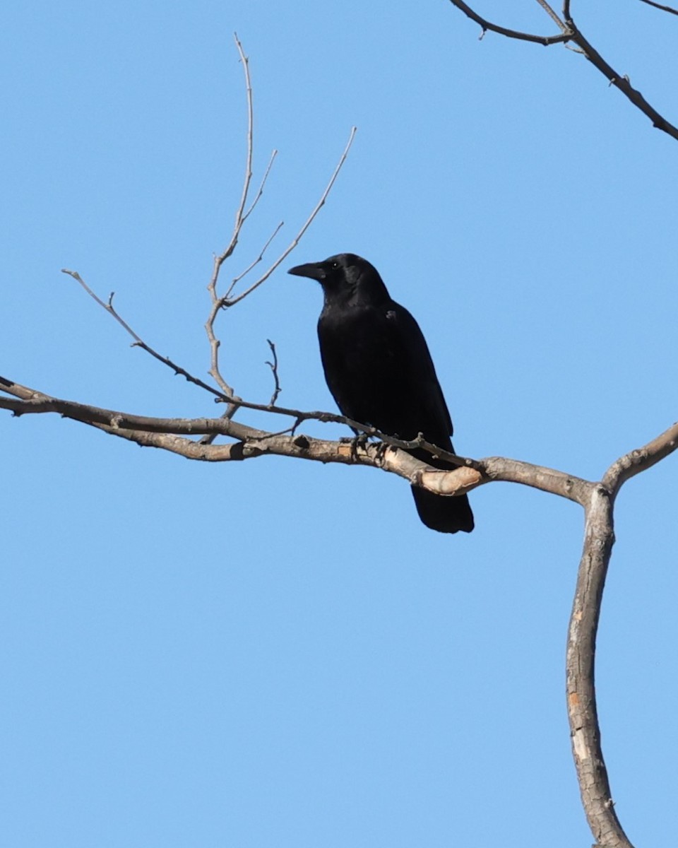American Crow - ML507602481