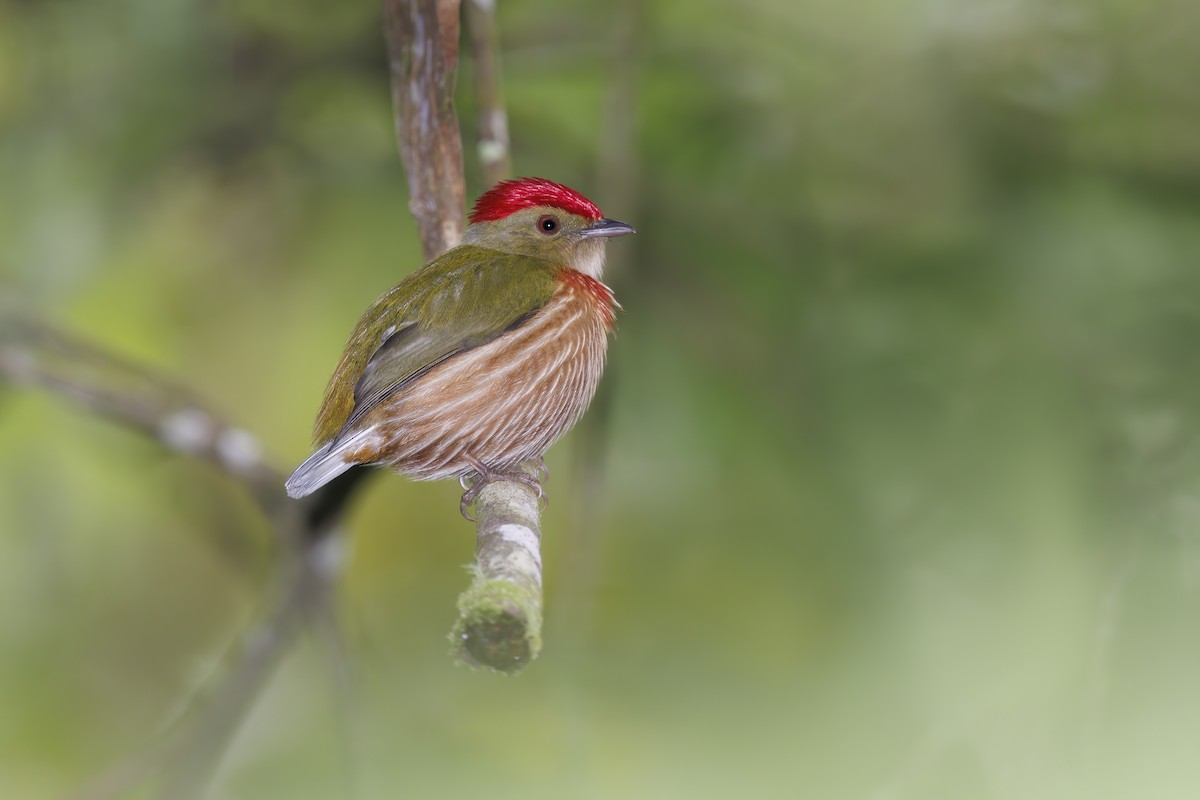 Striolated Manakin - ML507602631