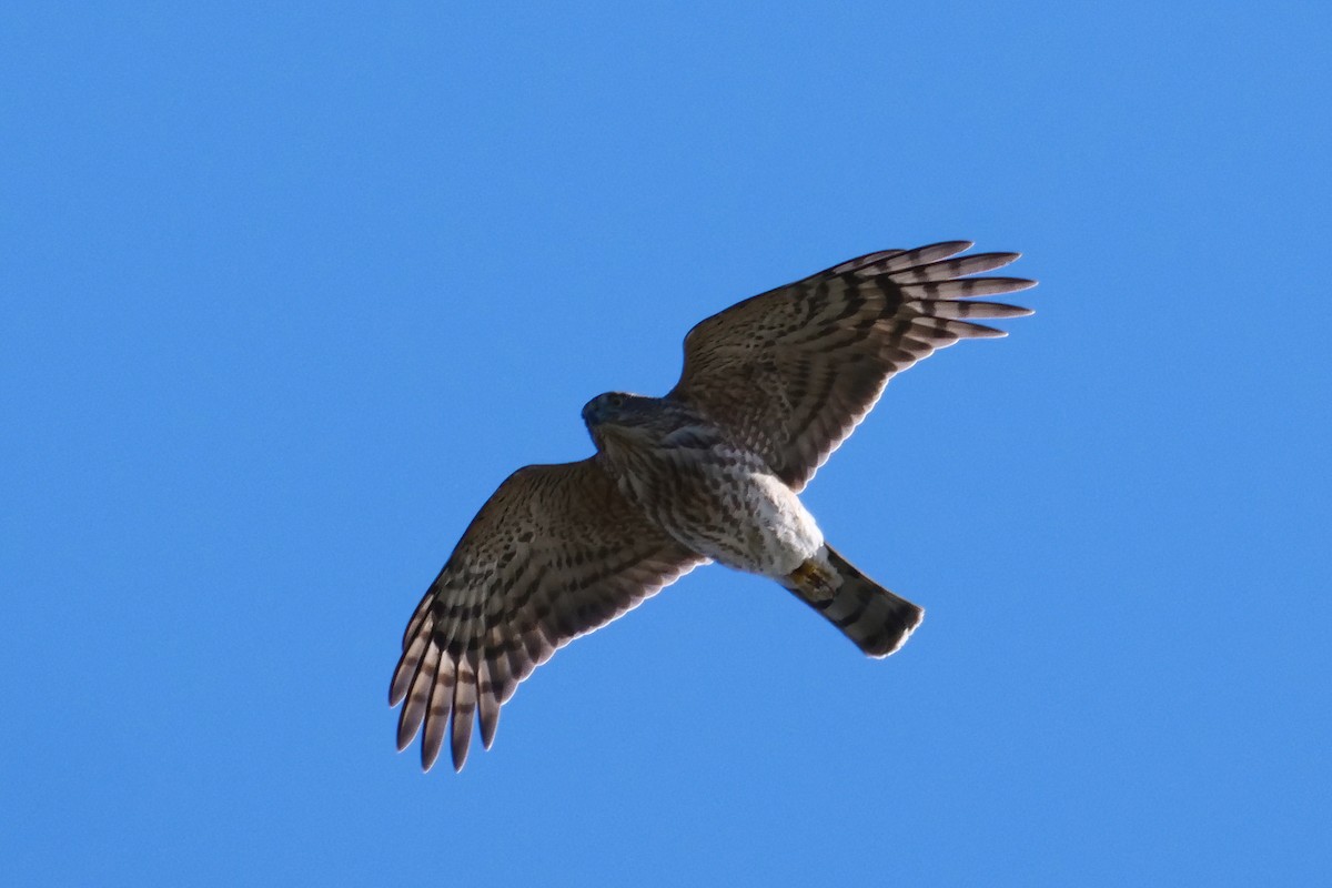 Sharp-shinned Hawk - ML507602661