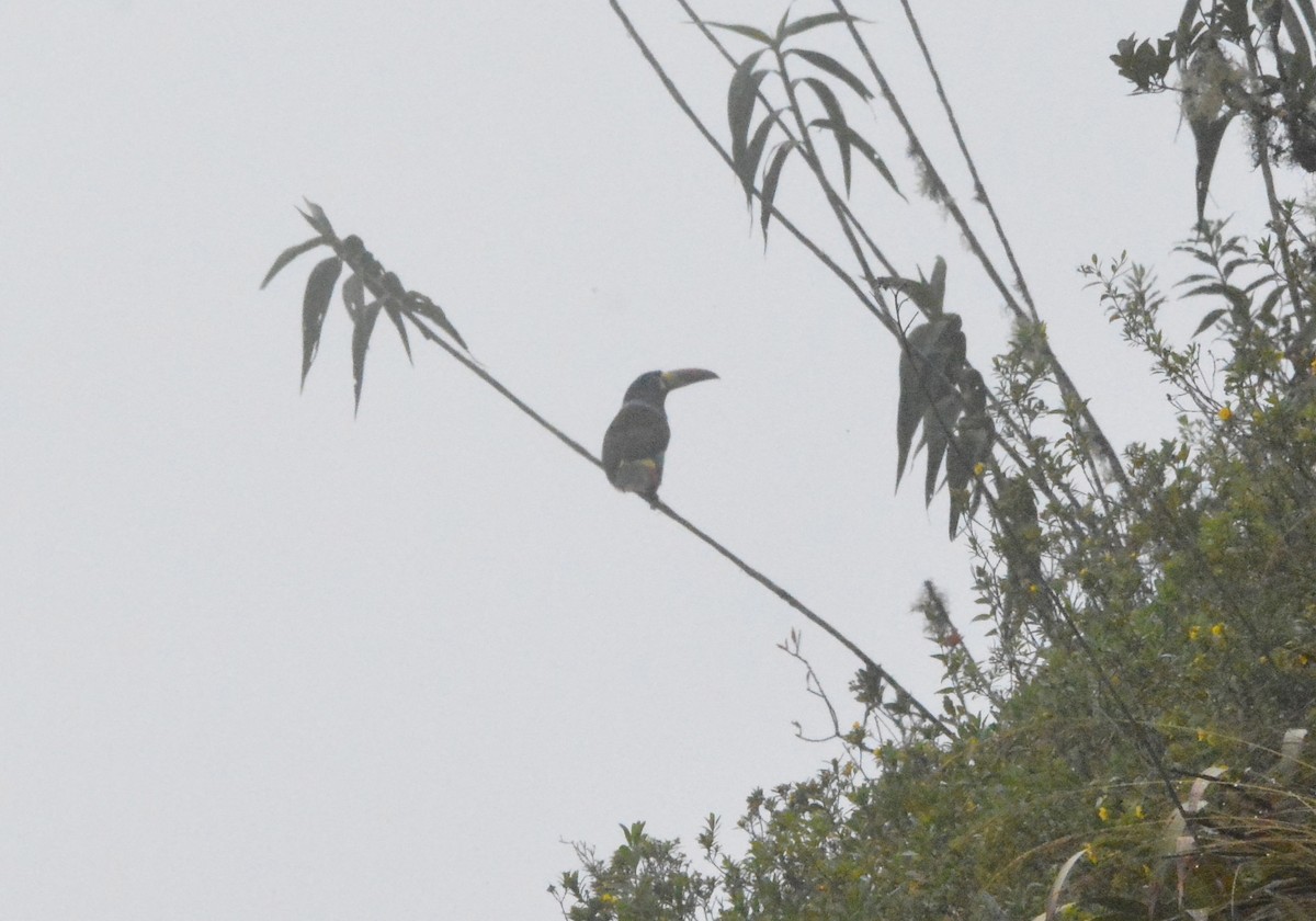 Gray-breasted Mountain-Toucan - ML50760281