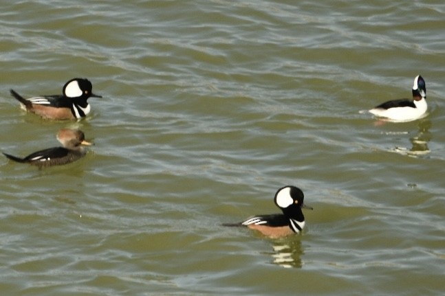 Hooded Merganser - Tod Pohlmann