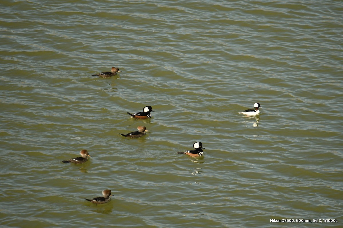 Bufflehead - Tod Pohlmann