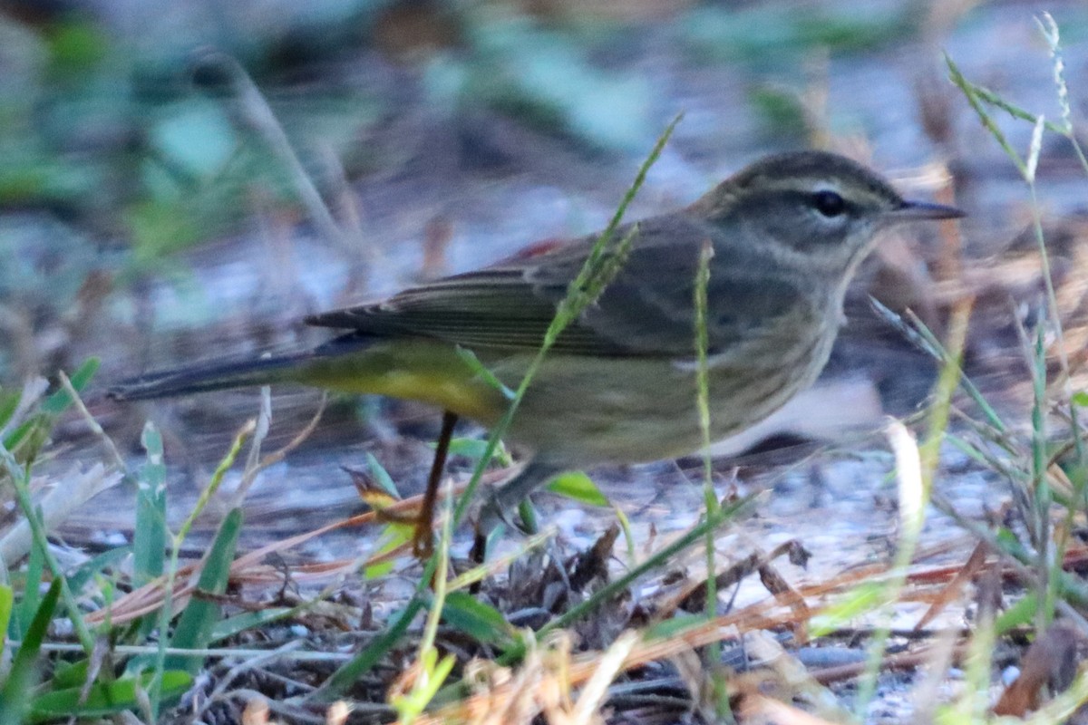 Palm Warbler - ML507603661