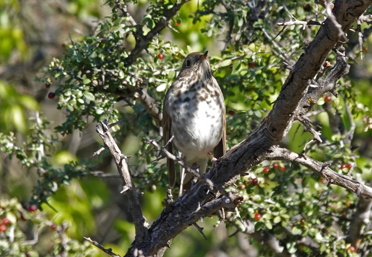 Hermit Thrush - ML507605931