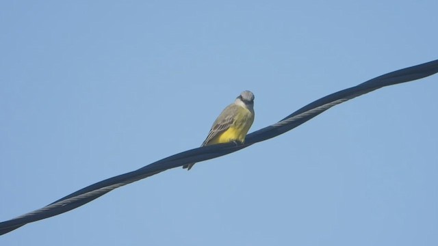 Tropical Kingbird - ML507607421