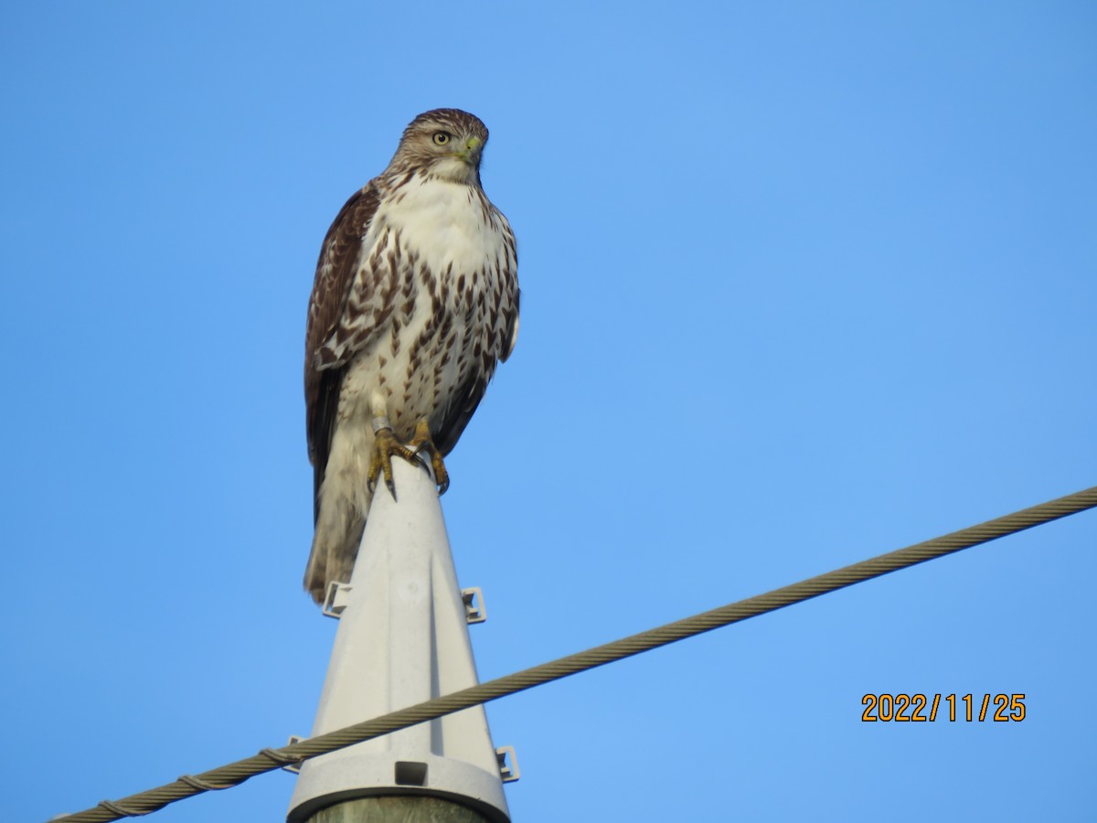 Red-tailed Hawk - Guiller Mina