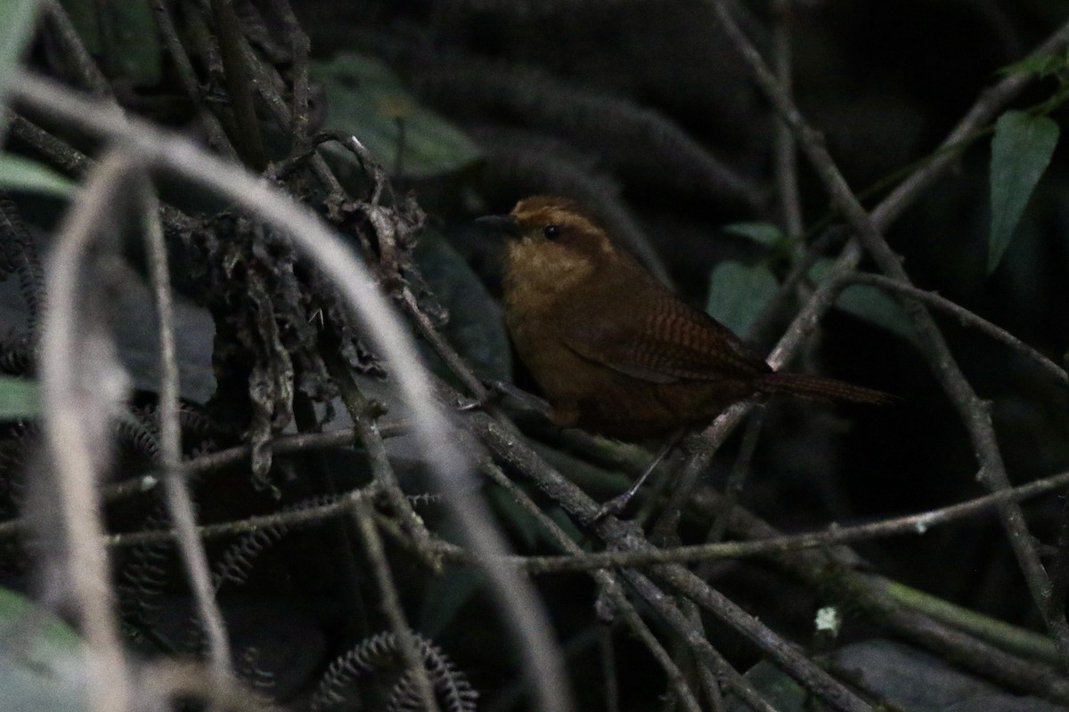 Fulvous Wren - ML507611101