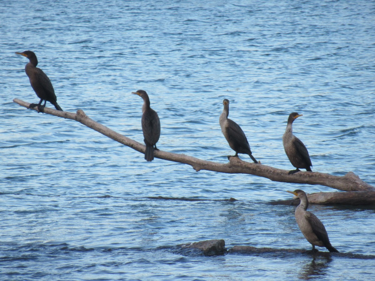 Double-crested Cormorant - ML507611461