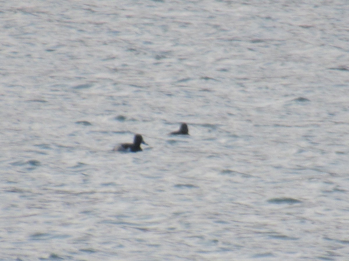 Ring-necked Duck - ML507611551