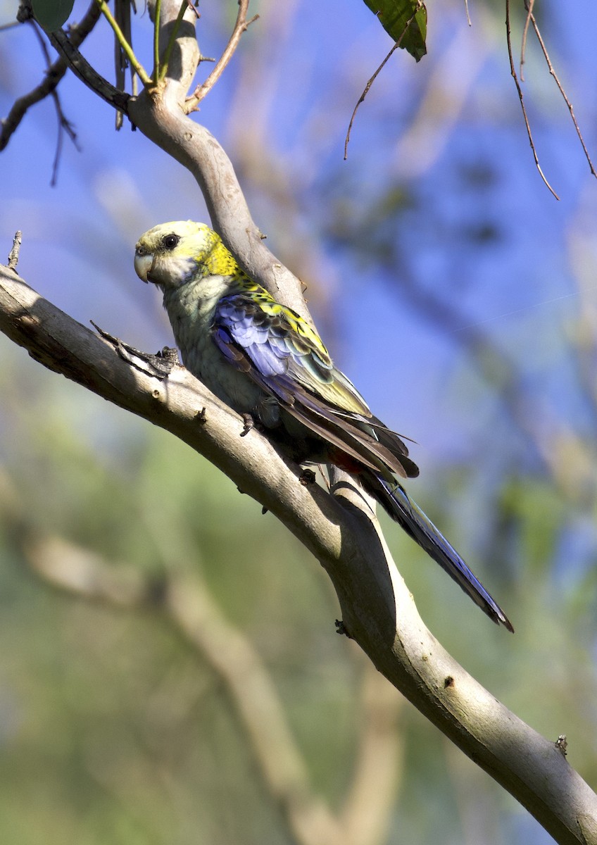 Pale-headed Rosella - Nicholas Bourke